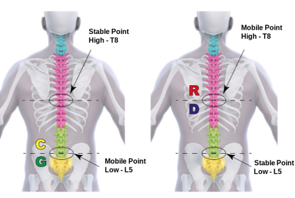 Screenshots of the human anatomy.